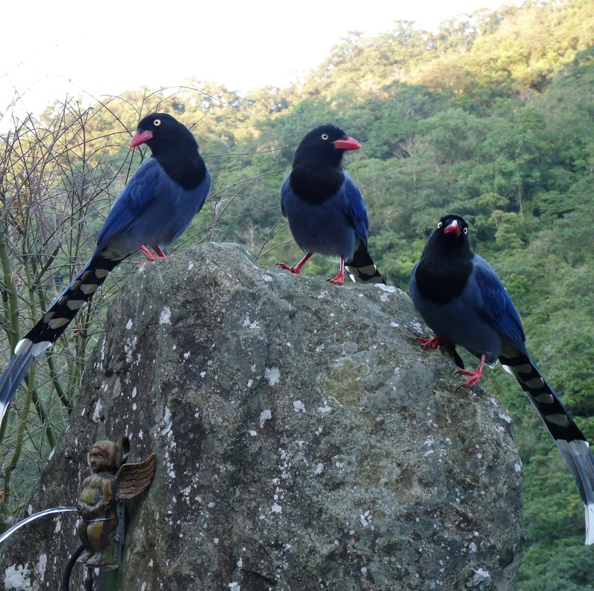 Blue Magpie Coffee