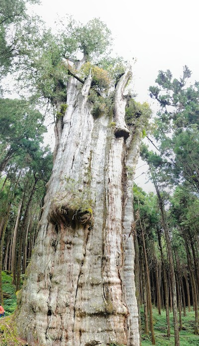 Alishan National Forest Recreation Area